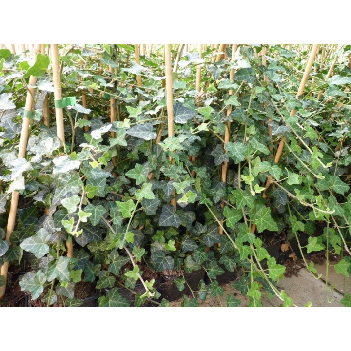 Hedera helix - Einheimischer Efeu, gestäbt, ab 60 - 150 cm groß