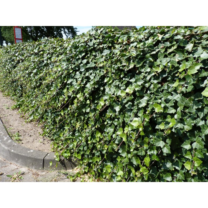 Hedera helix - Einheimischer Efeu, gestäbt, ab 60 - 150 cm groß