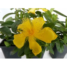 Hypericum 'Hidcote Gold' - Großblumiges Johanniskraut