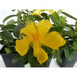 Großblumiges Johanniskraut