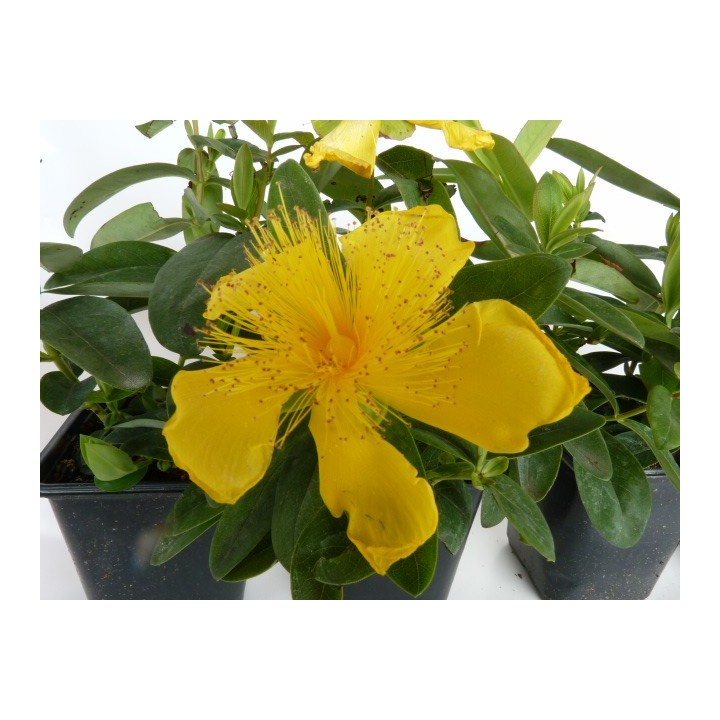 Hypericum 'Hidcote Gold' - Großblumiges Johanniskraut