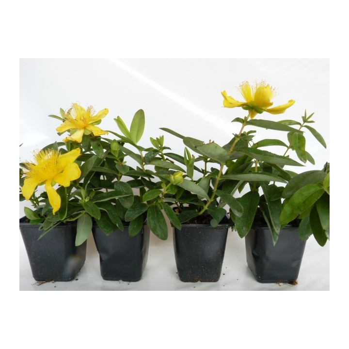 Hypericum 'Hidcote Gold' - Großblumiges Johanniskraut