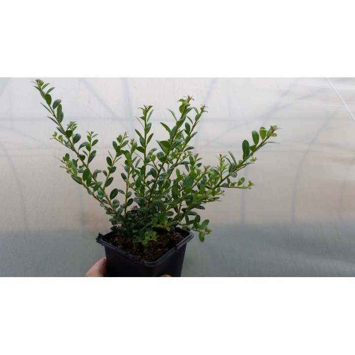 Bergilex Glorie Gem