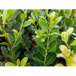 Bergilex Green Hedge im 0,5 L Topf