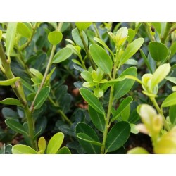 Bergilex 'Green Hedge'
