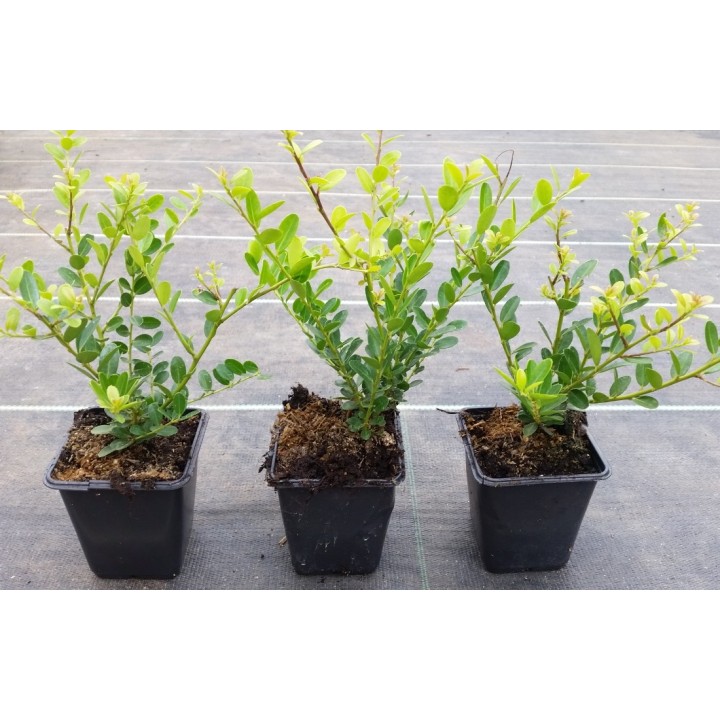 Bergilex Green Hedge im 0,5 L Topf