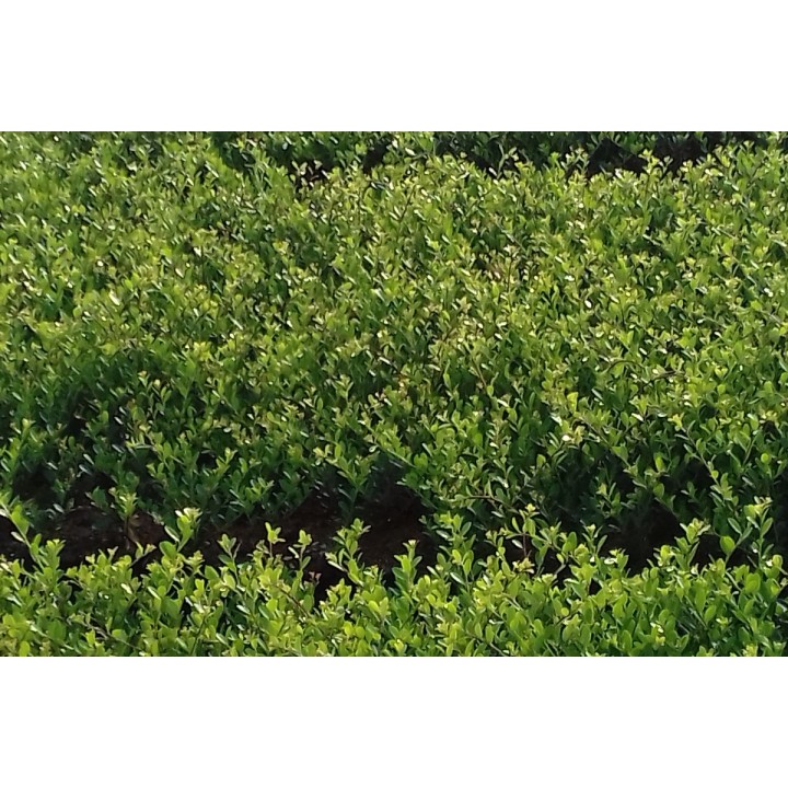 Bergilex Green Hedge im 0,5 L Topf