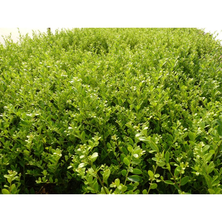 Bergilex Green Hedge im 0,5 L Topf