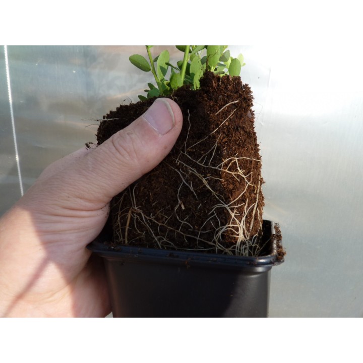 Bergilex Green Hedge im 0,5 L Topf