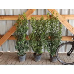 Ilex Heckenstar - Stechpalme