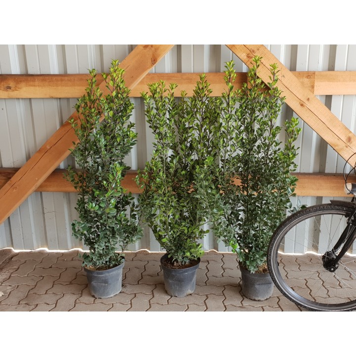 Ilex Heckenstar - Stechpalme