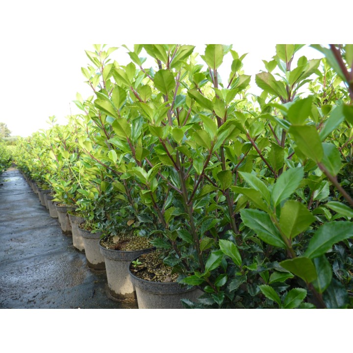 Ilex Heckenstar - Stechpalme