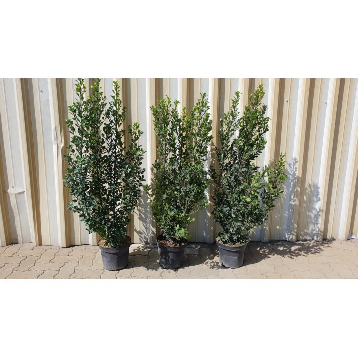 Ilex Heckenstar - Stechpalme