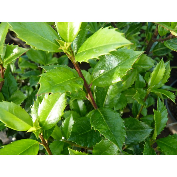 Ilex Heckenstar - Stechpalme
