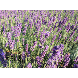 Lavendel