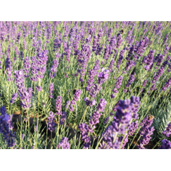 Lavendel 'hidcote blue'