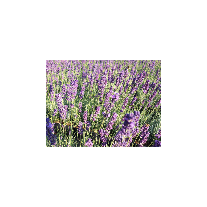 Lavendel