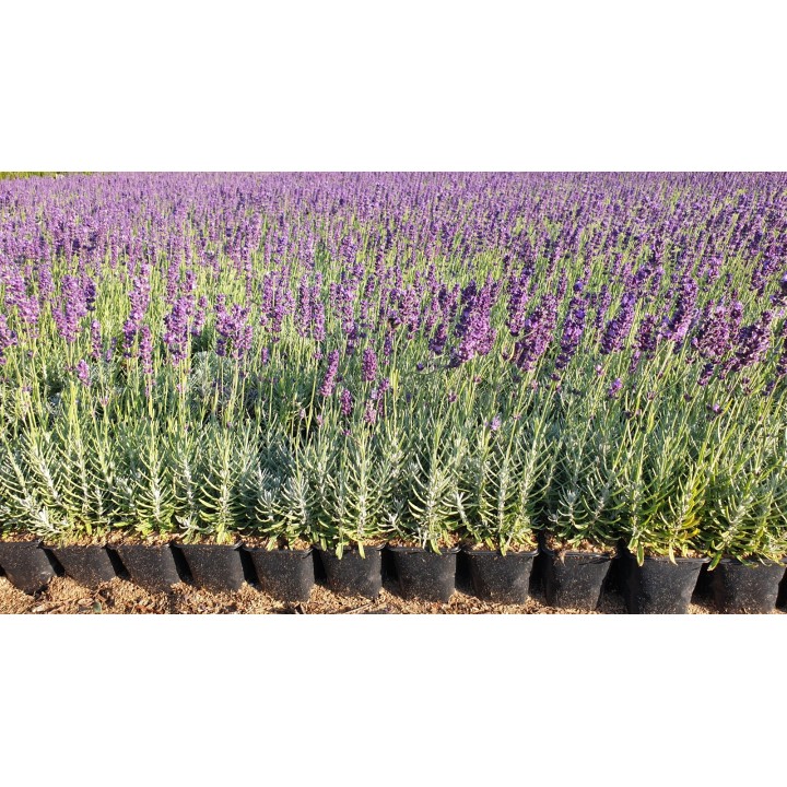 Lavendel