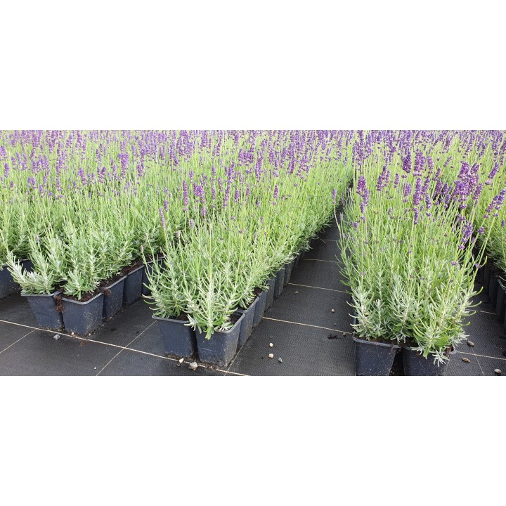 Lavendel