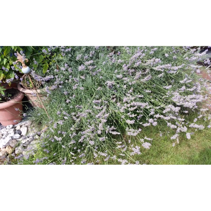 Lavendel