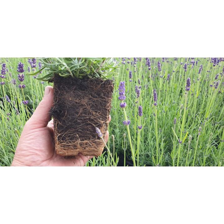 Lavendel