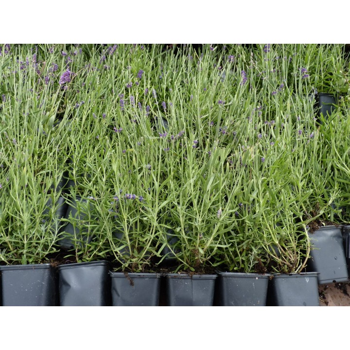 Lavendel