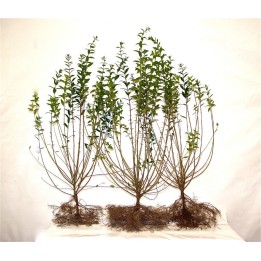 Ligustrum atrovirens - Liguster als Freilandware