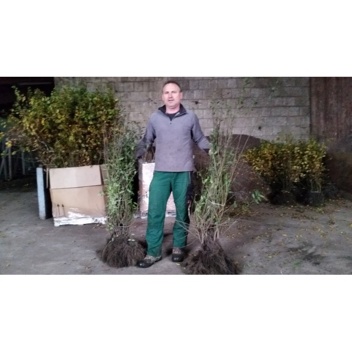 Ligustrum atrovirens - Liguster als Freilandware