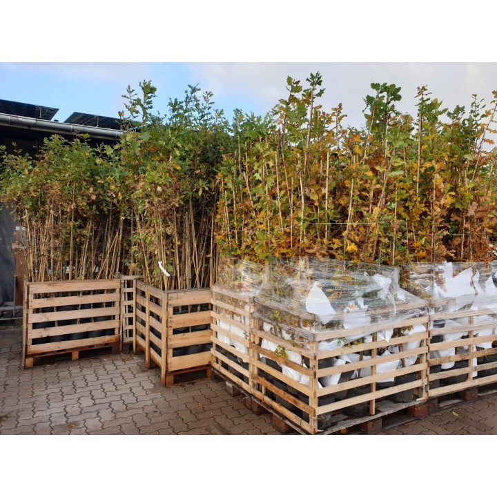 Versandbereite Eichen