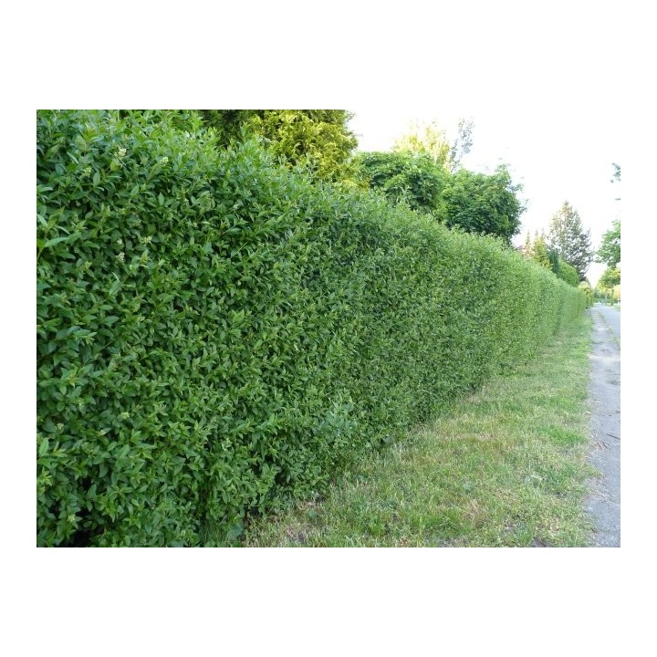 Ligustrum atrovirens - Liguster als Freilandware