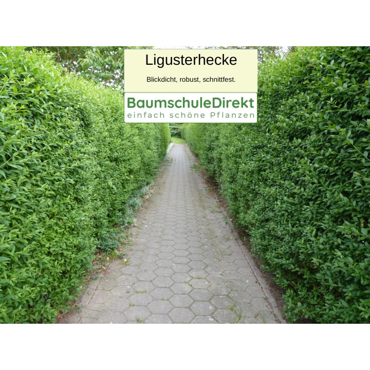 Ligustrum atrovirens - Liguster als Freilandware