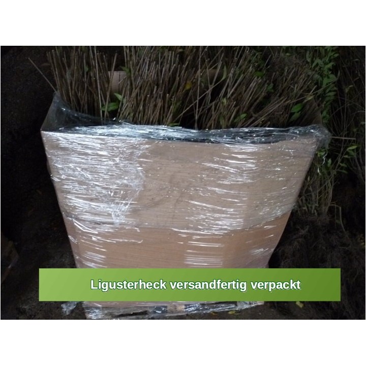 Ligustrum atrovirens - Liguster als Freilandware