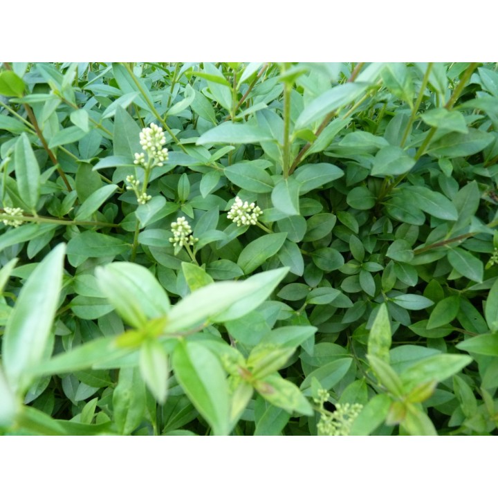 Ligustrum atrovirens - Liguster