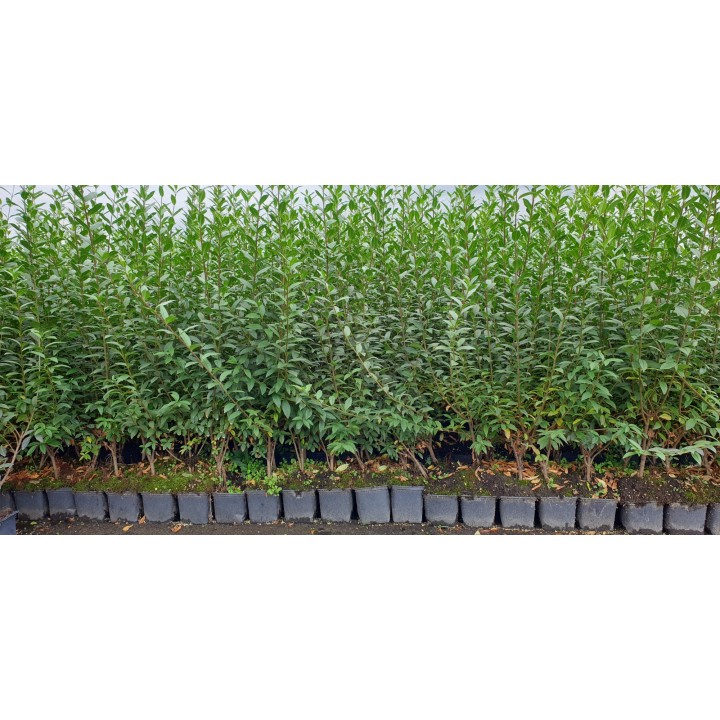 Ligustrum atrovirens - Liguster