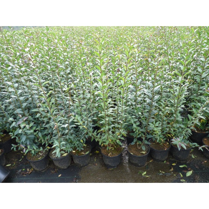 Ligustrum atrovirens - Liguster