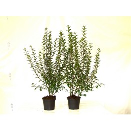 Ligustrum atrovirens - Liguster