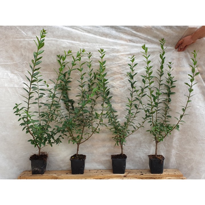 Ligustrum atrovirens - Liguster
