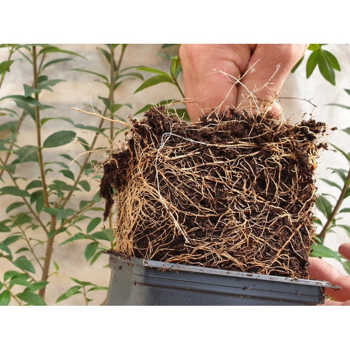 Ligustrum atrovirens - Liguster