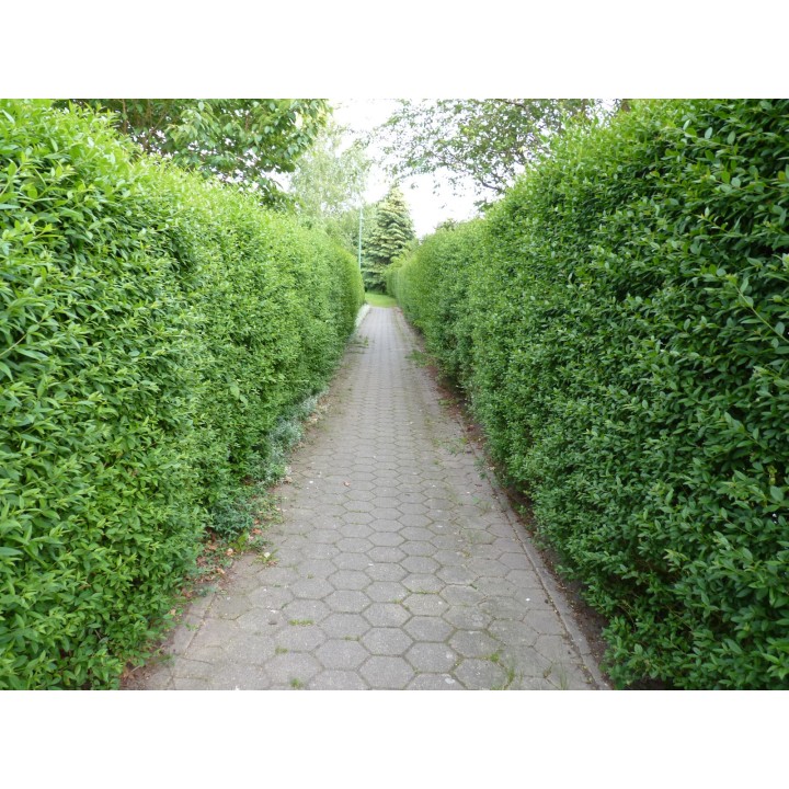 Ligustrum atrovirens - Liguster