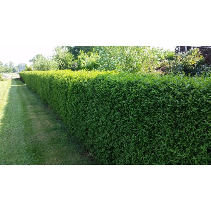 Ligustrum atrovirens - Liguster
