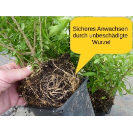 Liguster Lodense - Zwergliguster