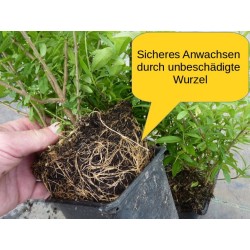 Zwergliguster