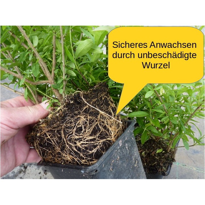 Liguster Lodense - Zwergliguster
