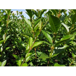 Ligustrum Ovalifolium -  Ovalblättriger Liguster