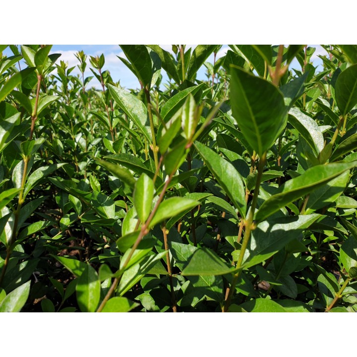 Ligustrum Ovalifolium -  Ovalblättriger Liguster