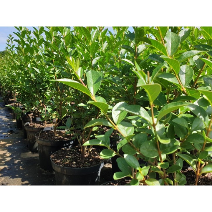 Ligustrum Ovalifolium -  Ovalblättriger Liguster