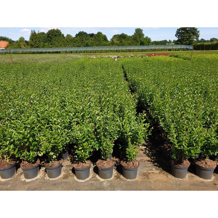 Ligustrum Ovalifolium -  Ovalblättriger Liguster