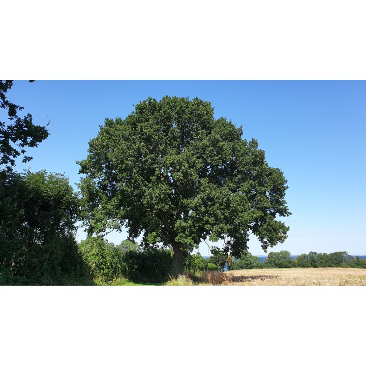 Quercus robur - Eiche