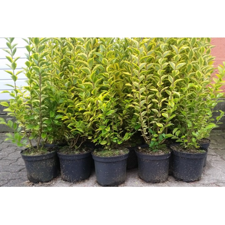 Ligustrum Ovalifolium Aureum - Goldliguster