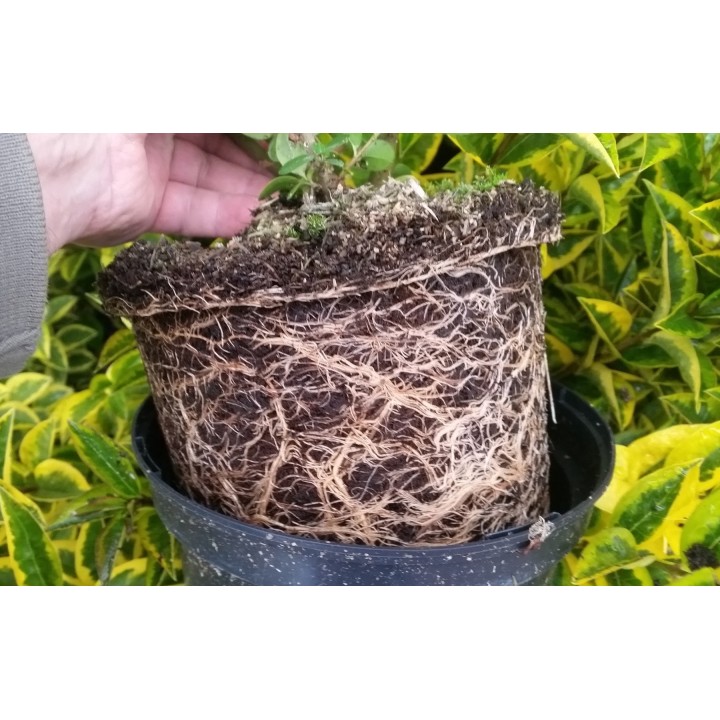 Ligustrum Ovalifolium Aureum - Goldliguster